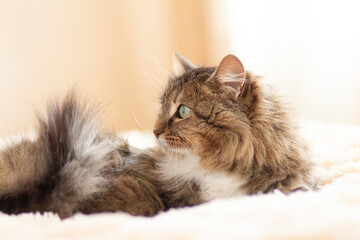young fluffy ginger Siberian cat lying on bed resting, concept lovely pets