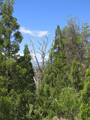trees next to the Rio Azul in El Bolson, Patagonia, Argentina, December