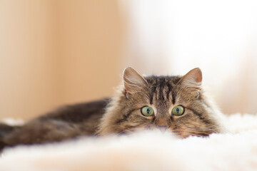 cat lying on bed gazing with big eyes, funny cat playing and hunting, concept lovely pets