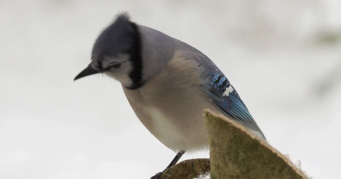 Close up blue jay on a snowy perch