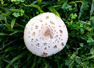 Fototapeta na wymiar Argentina, Bueno Aires. Agaricus campestris is a mushroom closely related to the cultivated button mushroom Agaricus bisporus. 