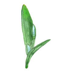 Snowdrop flowers in close form.Flowers for bouquets,wreaths,arrangements,wedding invintation,birthday,postcard,cards,logo,anniversary,greetings.Botanical illustration.