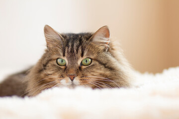 young fluffy ginger Siberian cat lying on bed resting and watch, concept lovely pets