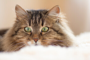 cat lying on bed gazing with big eyes, funny cat playing and hunting, concept lovely pets