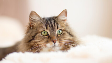 young fluffy ginger Siberian cat lying on bed resting and watch, concept lovely pets