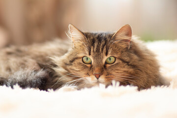 Fototapeta na wymiar young fluffy ginger Siberian cat lying on bed resting and watch, concept lovely pets