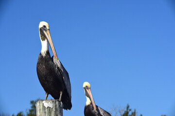 Brown Pelican – Braunpelikan in Florida