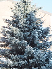 Blue spruce in the park in the snow outdoors for the perfect Christmas mood.