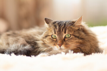 Siberian beautiful fluffy cat lies on bed in room took ear to side listens with alertness, concept pet behavior