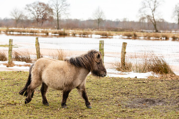 pony on a meadow in winter - 415208773