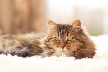 Naklejka premium young fluffy ginger Siberian cat lying on bed resting, concept lovely pets