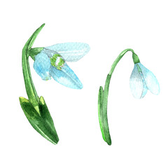 Snowdrop flowers watercolor.Flowers for bouquets,wreaths,arrangements,wedding invintation,birthday,postcard,cards,logo,anniversary,greetings.Botanical illustration.