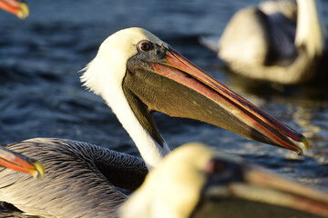 Brown Pelican – Braunpelikan in Florida