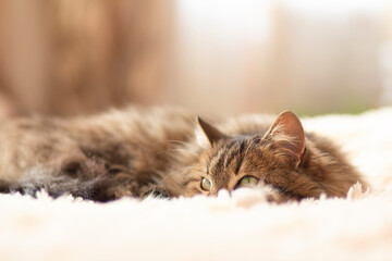 young fluffy ginger Siberian cat lying on bed resting, concept lovely pets