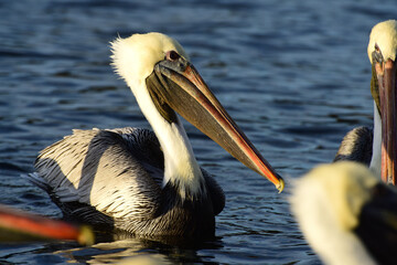 Brown Pelican – Braunpelikan in Florida
