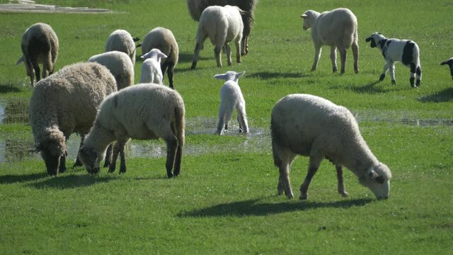 flock of sheeps grazing outdoor. livestock farming, domestic animals agriculture. raising and breeding of domestic sheep, animal husbandry.