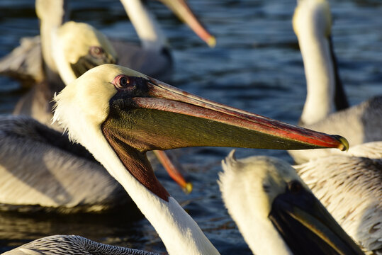 Brown Pelican – Braunpelikan in Florida