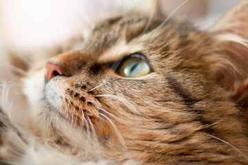 Fototapeta na wymiar close-up portrait fluffy cat muzzle ang nose with whiskers, face of ginger Siberian cat lying and relaxing, concept lovely pet