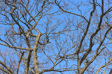 tree branches against blue sky