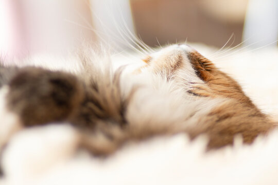close-up portrait fluffy cat muzzle ang nose with whiskers, face of ginger Siberian cat lying on bed lying and relaxing, lovely pets