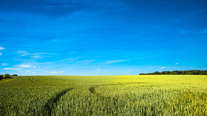 Panoramic view over beautiful farm landscape of wheat crops in late Spring with deep blue sky at sunny day with light and shadow interplay.