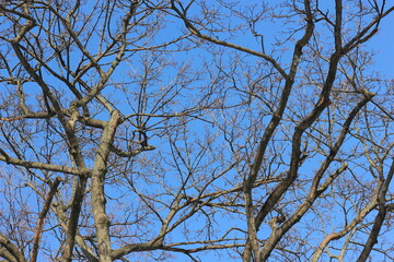tree branches against blue sky