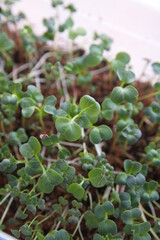 Microgreen, leaves of radish (Raphanus raphanistrum subsp. sativus), edible root vegetable of the family Brassicaceae