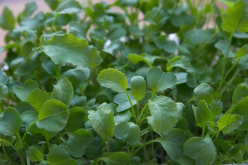 Microgreen, leaves of radish (Raphanus raphanistrum subsp. sativus), edible root vegetable of the family Brassicaceae