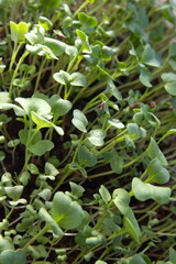 Naklejka na ściany i meble Microgreen, leaves of radish (Raphanus raphanistrum subsp. sativus), edible root vegetable of the family Brassicaceae