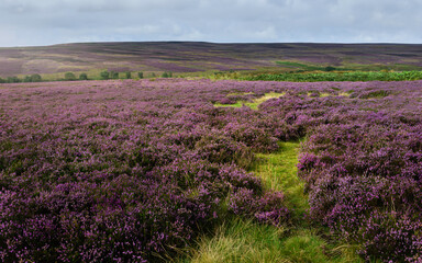Fototapeta na wymiar North York Moors with heather in bloom near Goathland, UK.