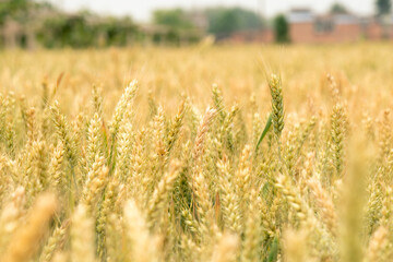 Fototapeta premium Wheat