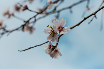 Blossoming almond tree branch on blue sky background
