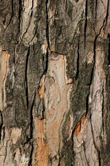bark of a tree