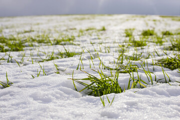 Winter wheat on a field covered with snow on a sunny day.