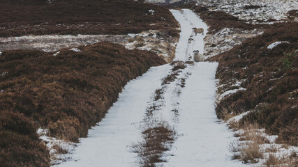 Fototapeta na wymiar Zimowa droga z owcami