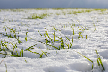 Sprouts of winter wheat on a field covered with snow on a sunny day