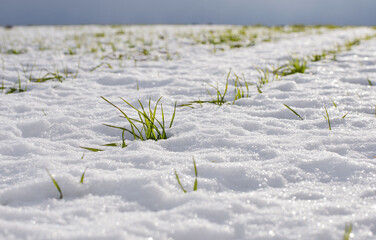 Sprouts of winter wheat on a field covered with snow on a sunny day