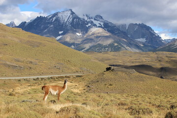 Guanaco en parque nacional Torres del Paine