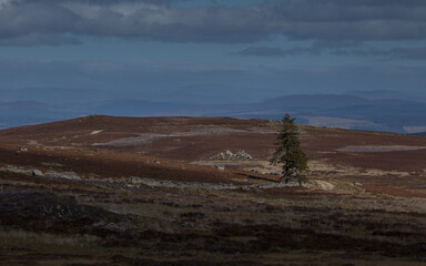 jesienna samotnosc swierka