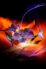 Alstroemeria colored by light and improvisation by multicolored light  on a black background.
