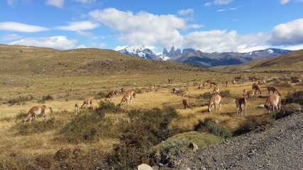 Guanacos en parque nacional Torres del Paine