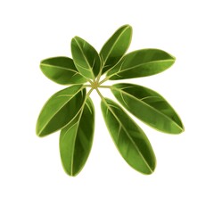 水彩風　シックな緑色のシェフレラの葉　線画なし