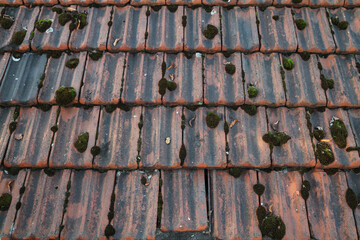 Old roof tiles covered with moss, texture background.