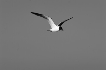 Bird in flight