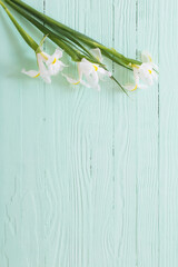 white iris on green wooden background