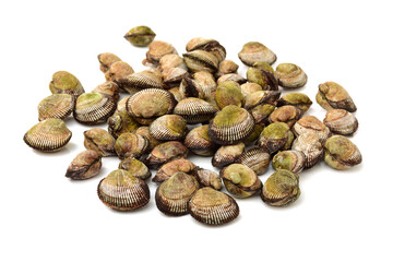 Clams on white background
