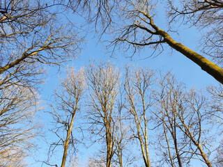 Looking up into the treetops in the woods on a sunny winter morning. Crisp, blue sky in the background. The branches of the trees are bare.