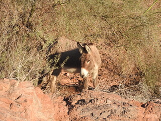 A wild burro roaming the Picacho State Recreation Area, Imperial County, California.