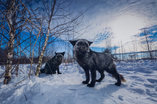 Silver foxes in winter in the reserve on a sunny day