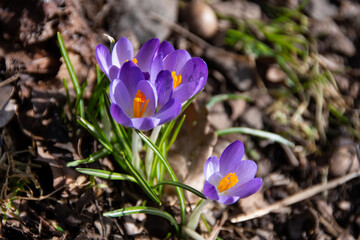 Blooming crocuses are illuminated by the sun